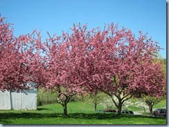 IMG_5037 IMG_5037