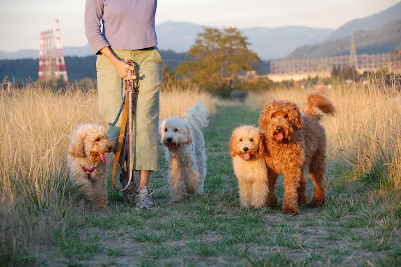 Mini, Medium and Standard Labradoodles