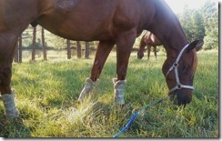 Evening Pond Graze