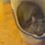April 8, 2010, Reneseme at 1 year old; it was 80 something outside and hot in the apartment so he found the coolest place to rest from the heat and the fans.