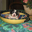 VirguleChiots08 003.jpg