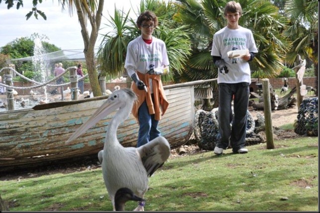 Esther and Jonathan pelicans