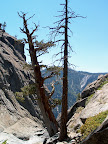 Twin trees at the top
