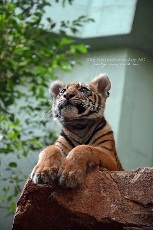 [Zoo-Frankfurt-Tiger-Berani-1508134.jpg]