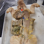 fetal_pig_coronary.JPG