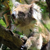 A Koala Eating Leaves - Phillip Island, Australia