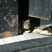 House%252520mouse%252520%252528mus%252520musculus%252529