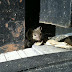 House%252520mouse%252520%252528mus%252520musculus%252529