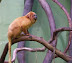 National Zoo in August
