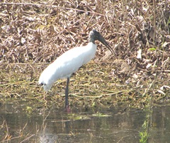 Florida 2013 Sanibel wood stork2