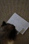 Ha-ha-ha!  I, Vivaldi the cat, am going to play a little trick on those Frenchies!!  After all, they're always so smug.