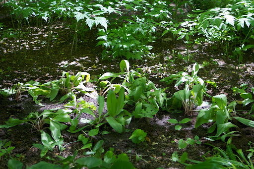 Francesca, I can't wait until next spring to check on this secret ramp thicket.