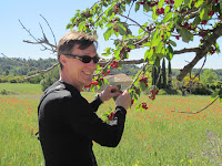 Enjoying the wild cherries