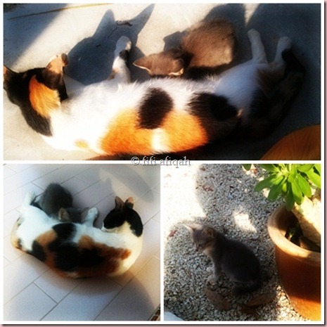 kiki n nini kiki n nini