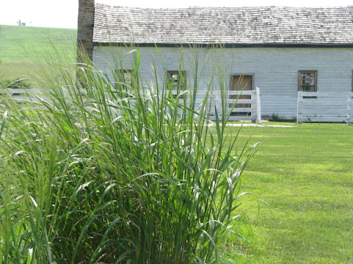 Big Blue Stem with the Boone Home in the Background (photo credit: Michele Skalicky)