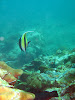  Koh Lipe Resimleri Fotoğrafları