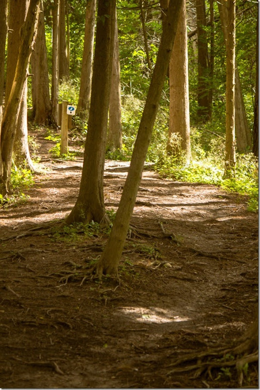 light on the trail Scanlon Creek