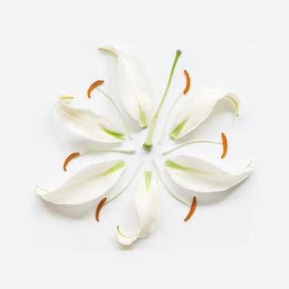disembled_flowers_art_04