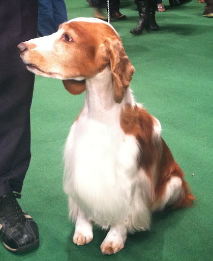 Welsh Springer Spaniel 'Colin' will be retiring after this year's Westminster Kennel Club dog show