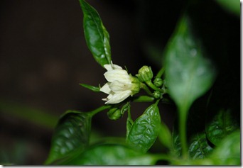 DSC_0171 DSC_0171