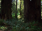 california_sequoia