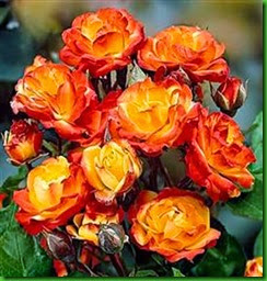 Rosa RUMBA 1 Rosa RUMBA 1