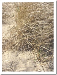 3.22.2012 CC dune grass Provincetown 3.22.2012 CC dune grass Provincetown