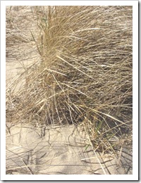 3.22.2012 CC dune grass Provincetown