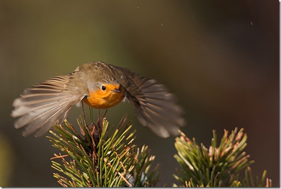 better-bird-photography-8 better-bird-photography-8