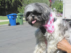 The Los Angeles shelter was unsure if Rosie had come in as a stray or if her owners had relinquished her. Either way, she was sweet and patient and simply wanted someone to love her again. The Los Angeles shelter was unsure if Rosie had come in as a stray or if her owners had relinquished her. Either way, she was sweet and patient and simply wanted someone to love her again.