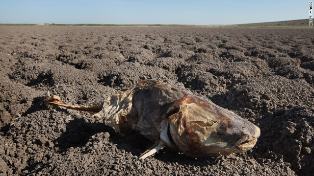 The remains of a catfish decay in a dried up lake in San Angelo, Texas, on Monday, 27 July 2011. news.blogs.cnn.com