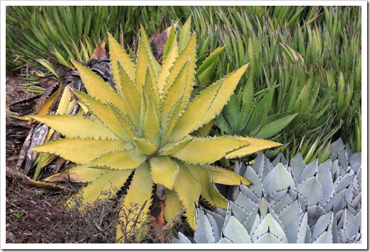 121228_UCBotGarden_Agave-xylonacantha- -Agave-parryi-huachucensis_02