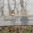 Eastern Bluebird