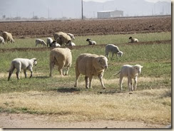 CasaGrande=Sheep (3)