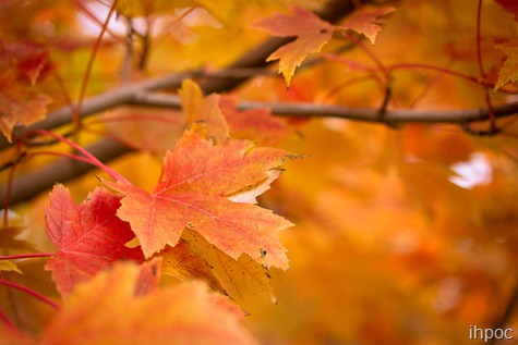 IMG_6018 IMG_6018