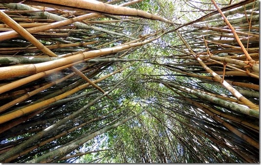bamboos-370158_640