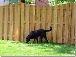 Abby in front of the fence