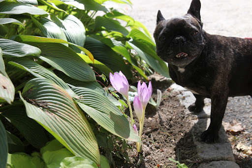 Actually, Sharkey, those aren't crocus flowers.  Look at these that are opened up a bit more.