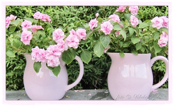 Impatiens_23.06.13 Impatiens_23.06.13