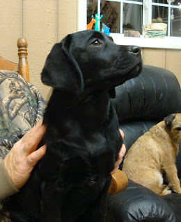 Baby "Nyx"Watching TV
