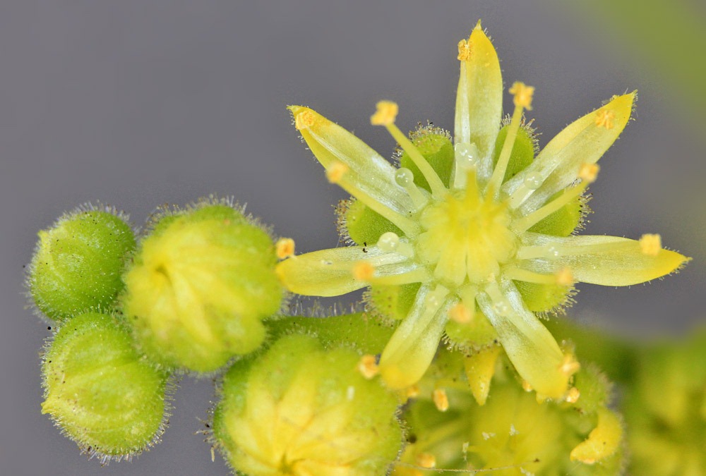 [120714_Aeonium-tabuliforme_12%255B11%255D.jpg]