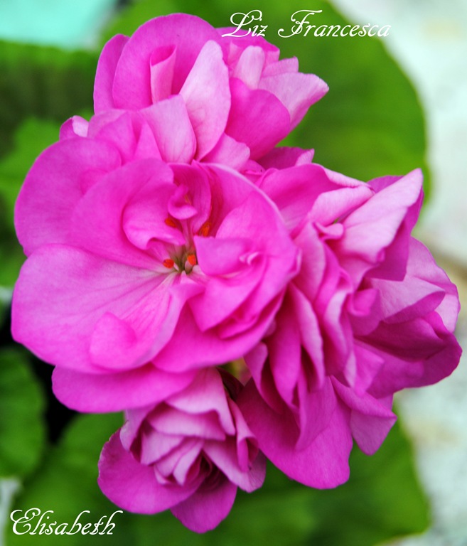 [pelargonium%2520i%2520mai%25202011%2520103%255B4%255D.jpg]