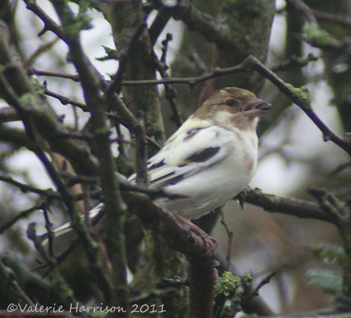 [28-leucistic-chaffinch%255B4%255D.jpg]