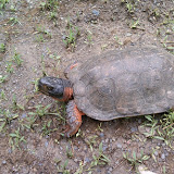 Turtle!
