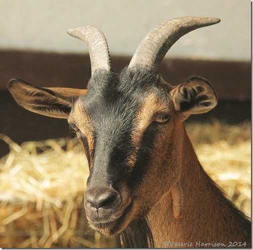 2-goat
