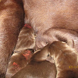 IMG_1096.JPG