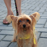 Pet Express Doggie Run 2012 Philippines. Jpg (250).JPG