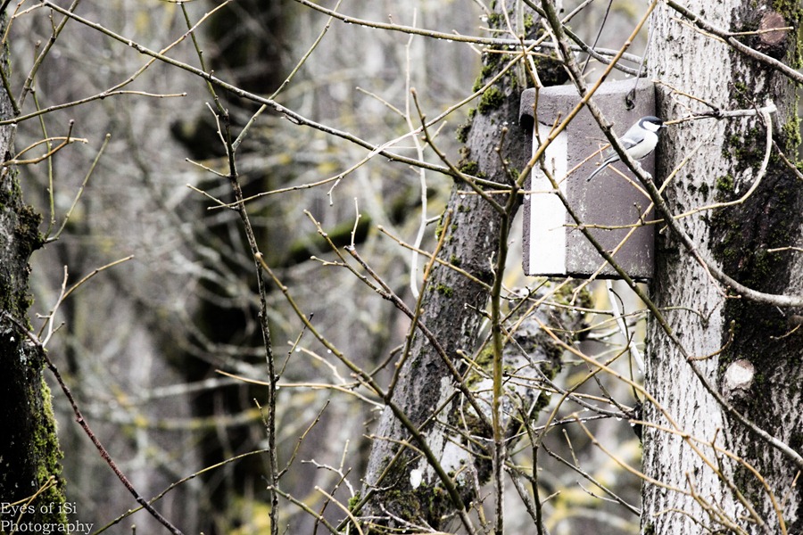 [Eyes-of-iSi-Kohlmeise-Baum-Vogelhaus%255B2%255D.jpg]