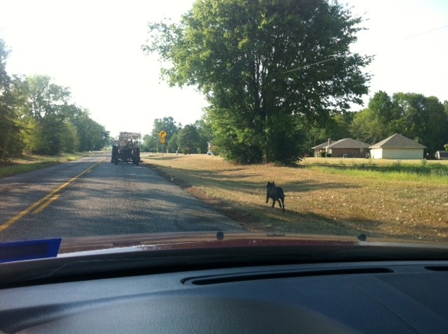 [Tractor%2520and%2520dog%255B2%255D.jpg]
