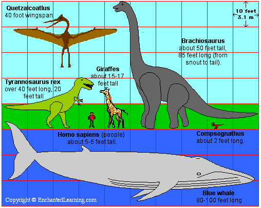 biggest animal in the world 03